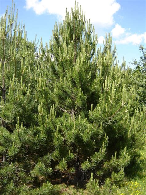 Pianta e conserva il pino sempreverde come schermo naturale